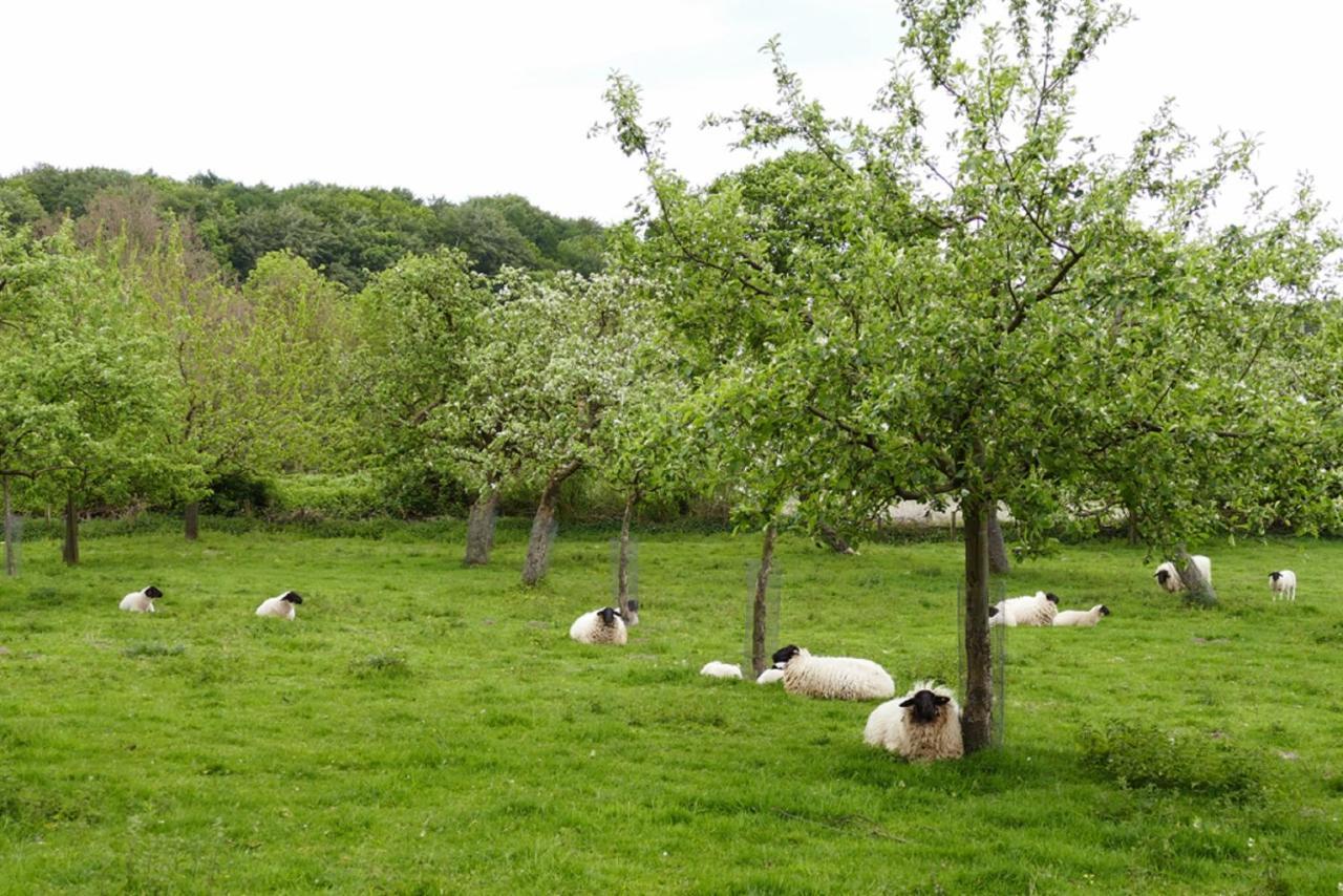 Ferienwohnung An Der Obstwiese Borgholzhausen Exterior photo